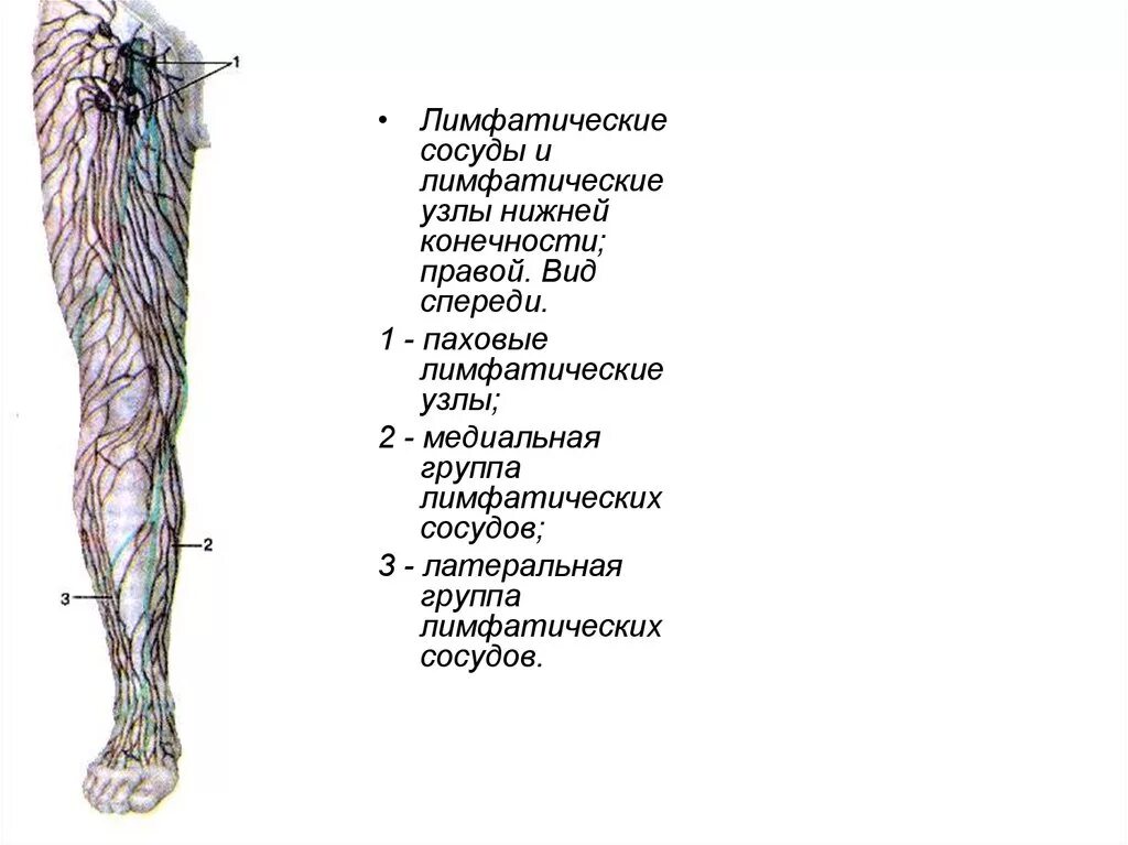Таблица 68. Подкожные вены, лимфатические сосуды и узлы ноги 1979 Курепина М.М.,