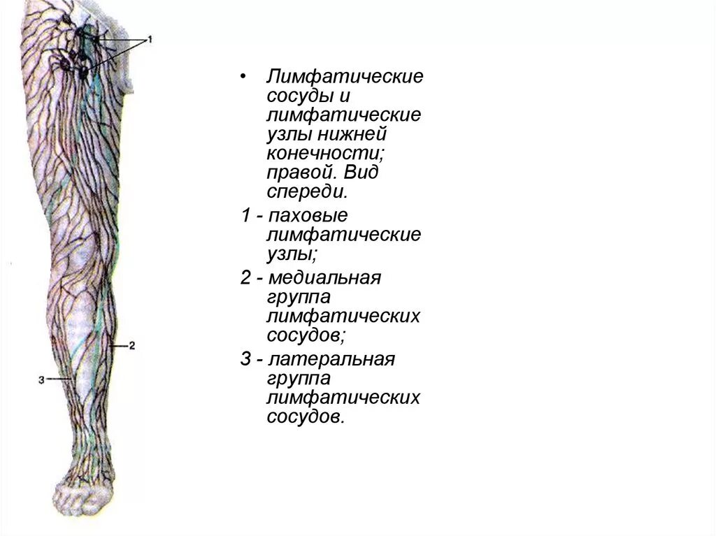 Глубокий лимфатический сосуд. Поверхностные лимфатические сосуды нижней конечности. Региональные лимфатические узлы нижней конечности. Регионарные лимфоузлы нижней конечности. Регионарные лимфатические узлы верхней конечности.