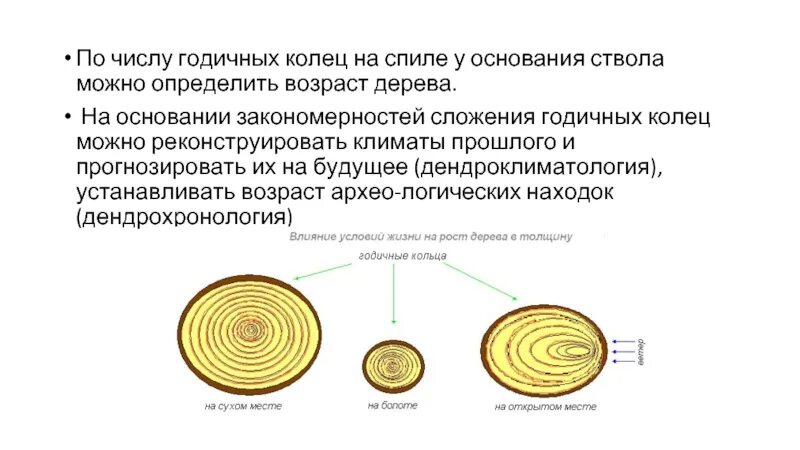 Функция годичных колец. Годичные кольца древесины биология 6 класс. информация о годичных кольцах. образование годичных колец. стебель годичные кольца.