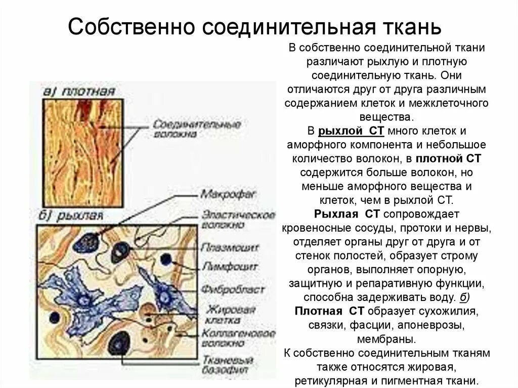 Собственно соединительная ткань строение и функции. Рыхлая соединительная ткань строение и функции таблица. Строение собственно соединительной ткани. Клетки рыхлой соединительной ткани таблица.