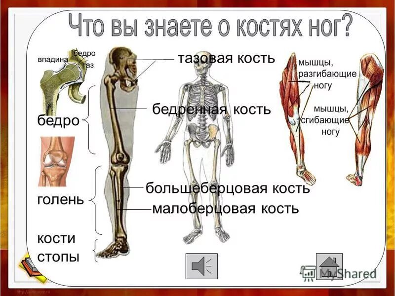 Бедра кости сканер. Что нужно знать о костях. Сканирование костей описание. Как делают сканирование костей. Запястье голень и позвоночник