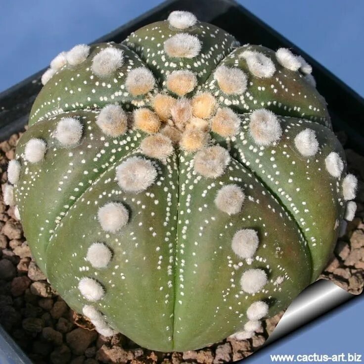 Astrophytum asterias. Астрофитум астериас. астрофитум ooibo. astrophytum asterias kabuto. astrophytum asterias ooibo.