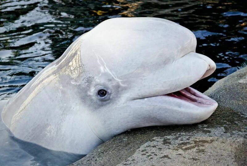 Лоб дельфина. Полярный Дельфин Белуха. Кит Белуха. Белый Полярный кит Белуха. Белый Дельфин Белуха.