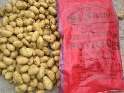 Египетский картофель