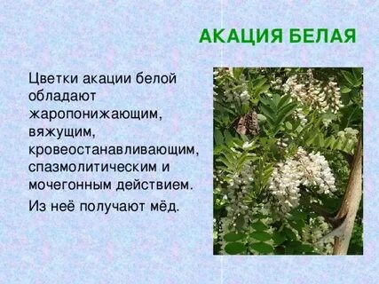 Акация описание дерева