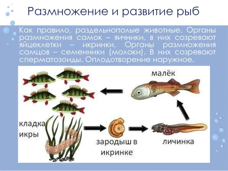 Представители каких классов позвоночных имеют крупные яйцеклетки. Процесс оплодотворения у рыб. Схема внешнего оплодотворения рыб. Наружное оплодотворение у рыб. Цикл развития рыб 7 класс.