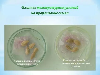 Семенам для прорастания необходим свет