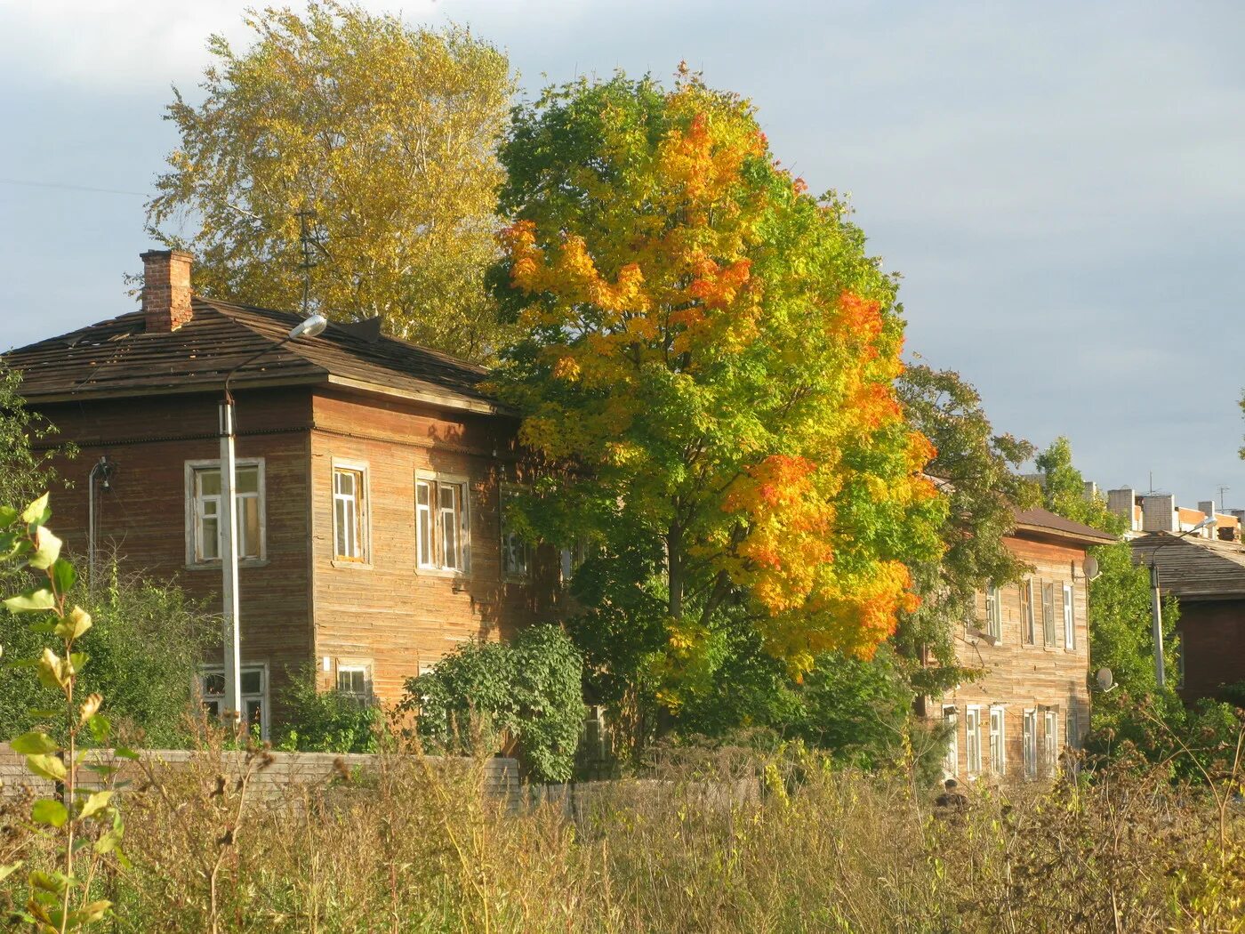 Вологда улица Засодимского. Золотая осень Вологодская деревня. Дом Соковикова Вологда. Вологодская область осень. Купить деревья вологда