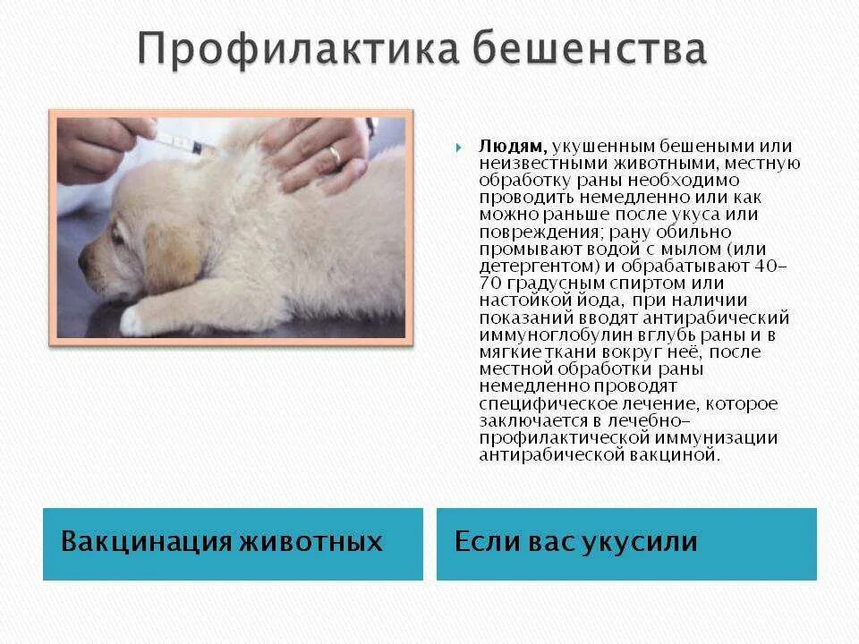 Помощь при укусе собаки. Бешен твопрофилактика. профилактика бешенства. профилактика бешенства у животных. профилактика бешенства при укусе.