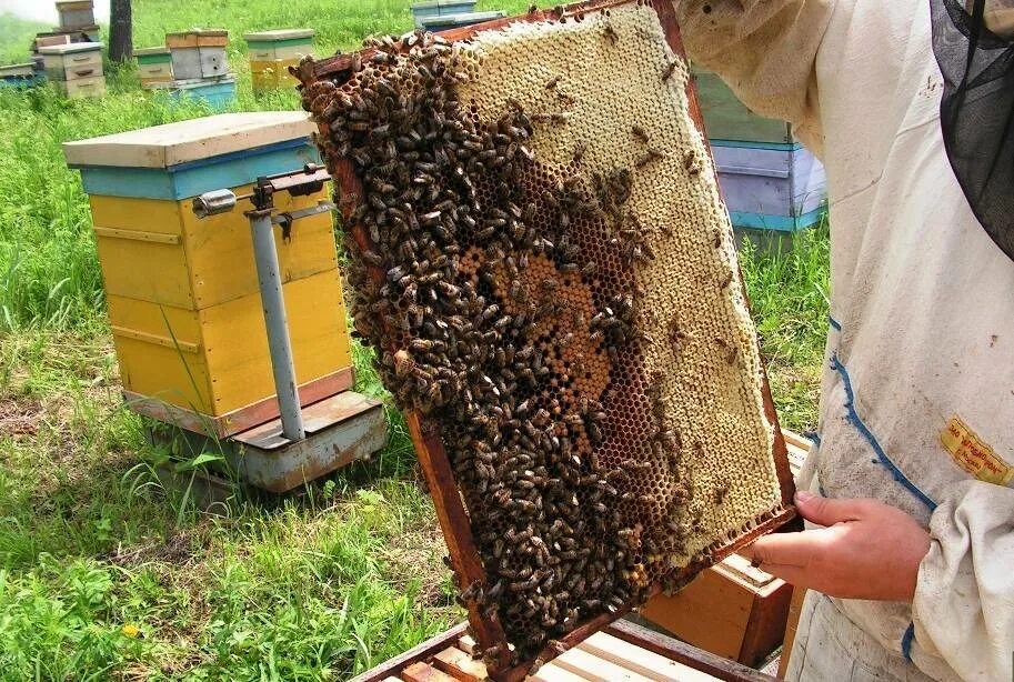 Как сделать пчелиный подмор. Продукты пчеловодства :пчелиный подмор. подмор пчел. подмор пчелиный распар. продукция пчеловодства подмор пчёл.