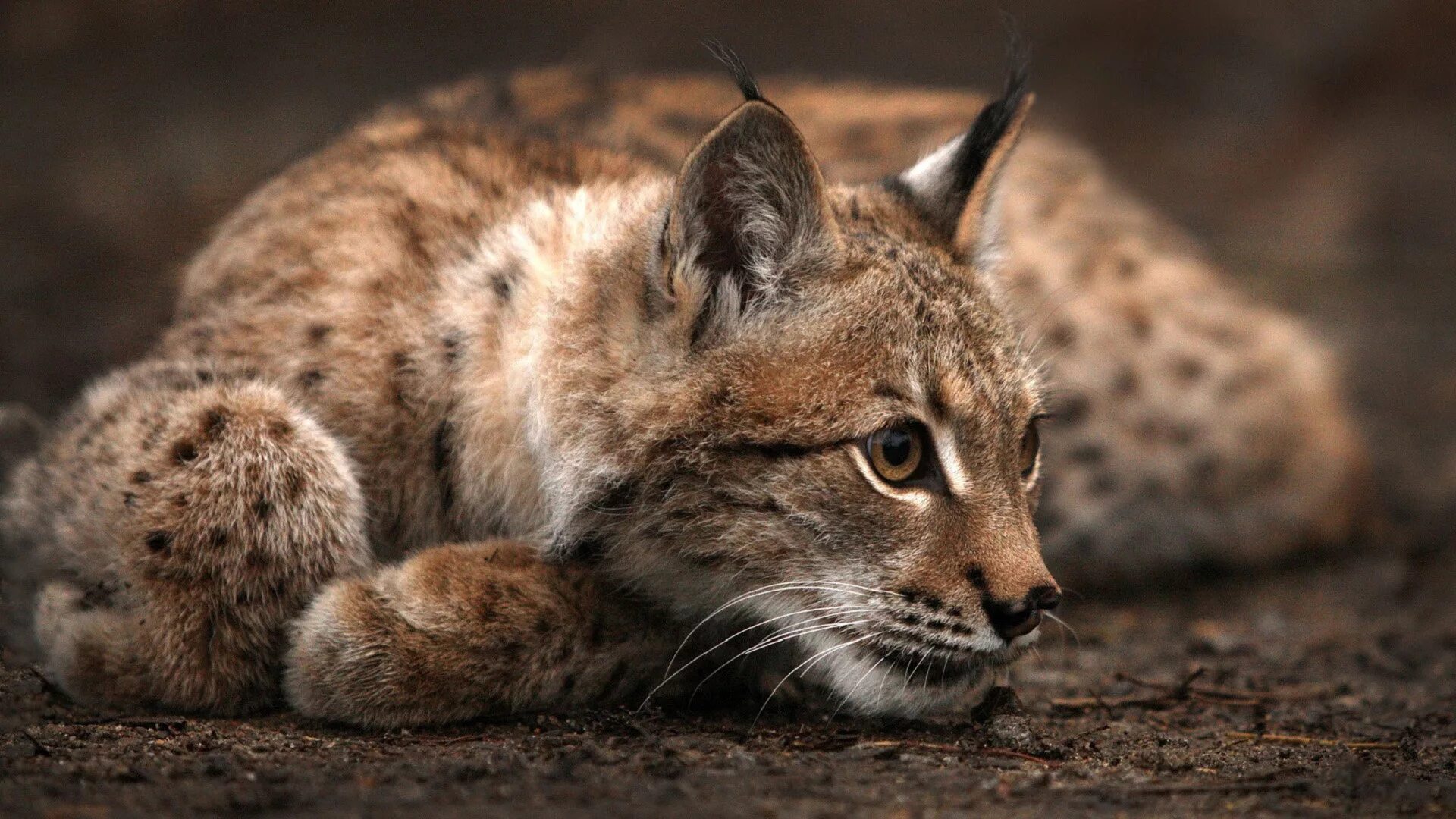 Ocelot Lynx. Бобкэт Рысь. Балканская Рысь. Клепа Рысь.