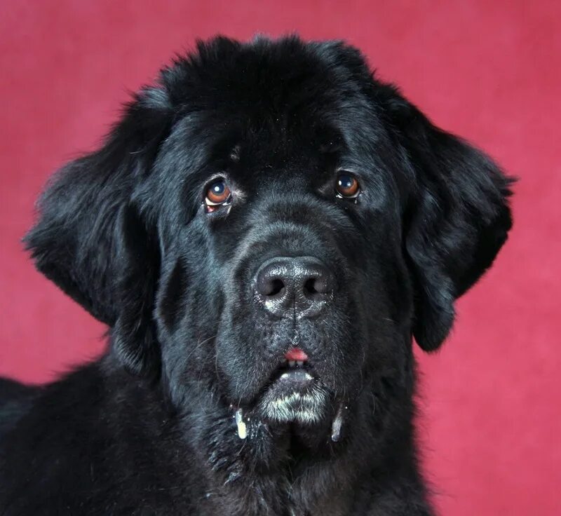 Ньюфаундленд (порода собак). Ньюфаундленд ландсир. Ньюфаундленд белый. Ньюфаундленд собака. Ньюфаундленд собака белая.