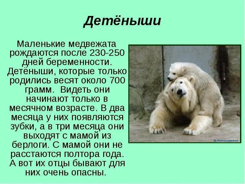 Белые медведи 3 класс - презентация, доклад, проект скачать