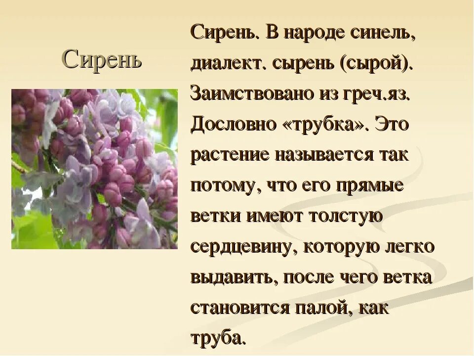 Сирень составить слова. Сочинение про сирень. Сирень описание. Описание сирени сочинение. Маленькое стихотворение про сирень.