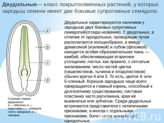 Растения имеют в зародыше семени две семядоли. Зародыш семени. У двудольных растений есть эндосперм. Семя двудольного растения эндосперм. Эндосперм у семян цветковых растений.