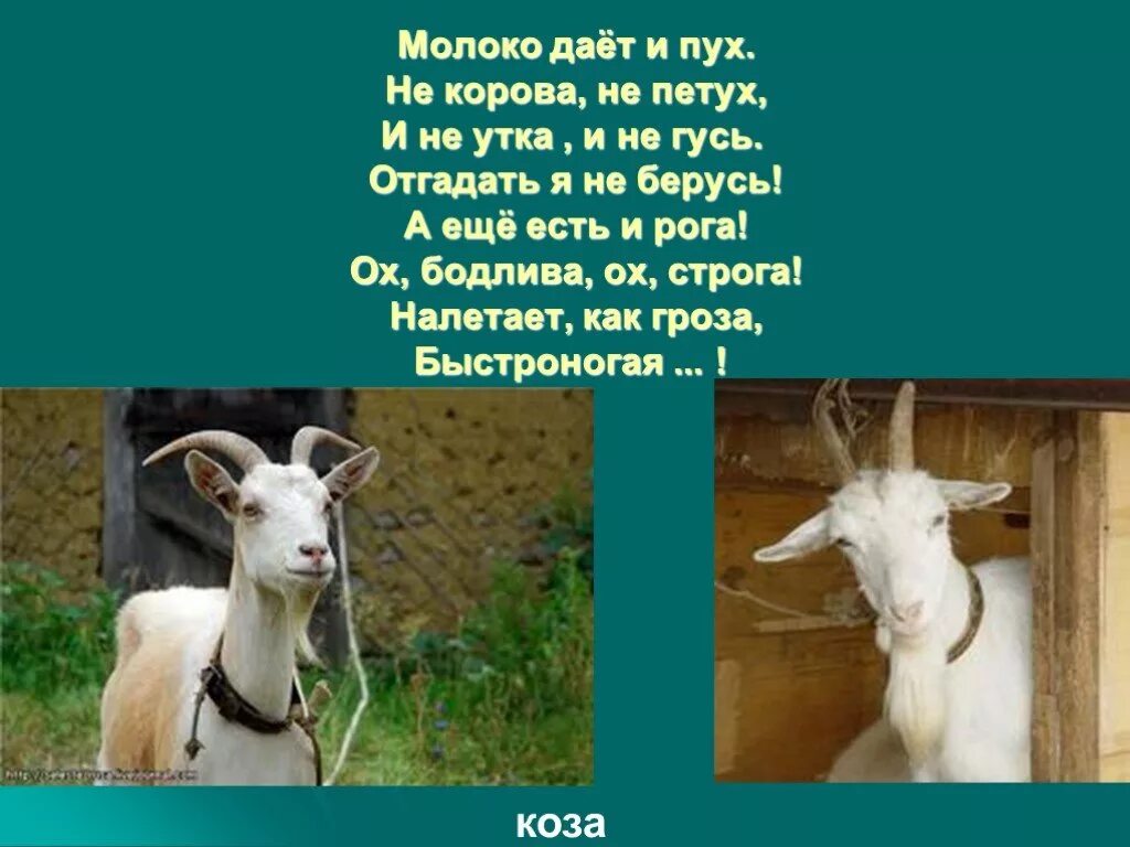 Загадка про молоко. Молоко дает корова загадка. Загадки о молоке. Загадка про молоко для детей. Загадка про молоко.
