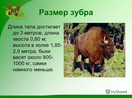 Зубр размеры