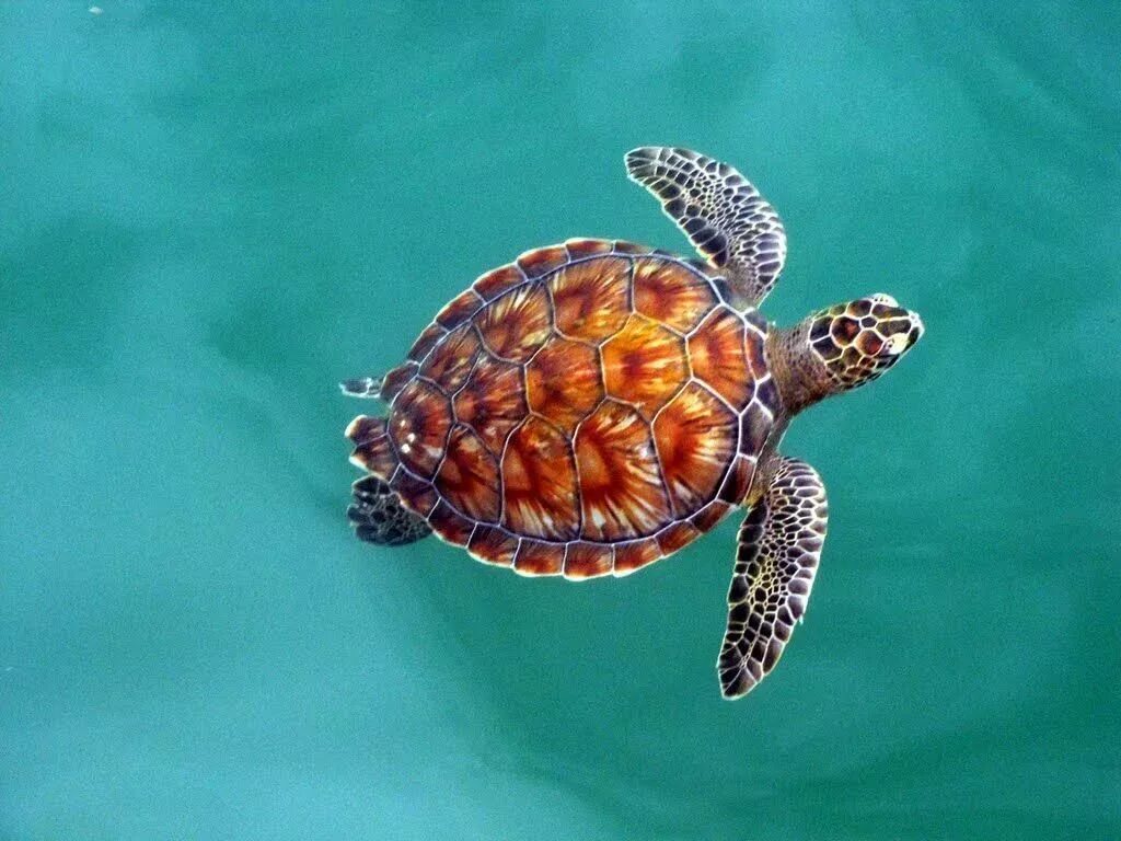 Морская черепаха логгерхед. Панцирь зелёной морской черепахи. Комменсализм морская черепаха. Зелёная черепаха и бисса. Зелёная черепаха и бисса.