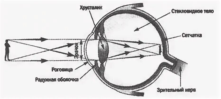 Оптическая точка зрения. Схема оптической системы глаза по Гульстранду. Оптическая схема глаза человека. Строение глаза физика. Глаз и зрение оптические приборы.