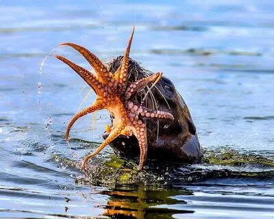 Морские животные в море