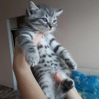 Котята красноярск