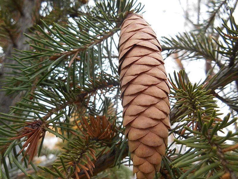 Коса ели. Picea obovata. Ель Сибирская (Pícea obovata). Ель Сибирская шишка. Семена ель Сибирская Picea obovata.