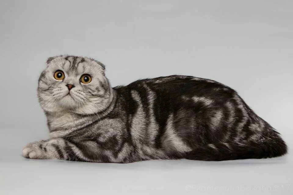 шотландские окрасы. шотландский вислоухий скоттиш. шотландские окрасы. скоттиш-фолд шотландская. шотландские окрасы.