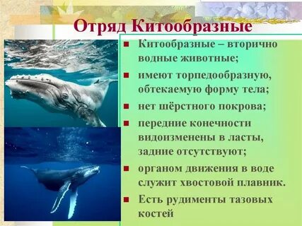 Представители китообразных
