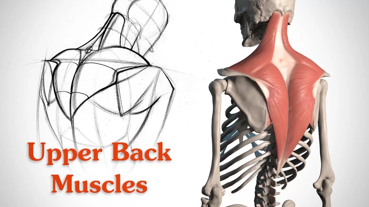How is your back