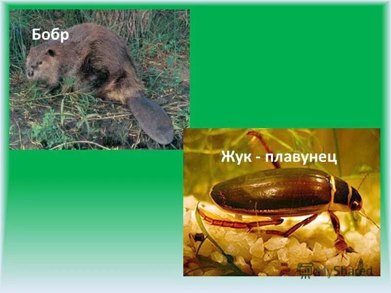 жук плавунец умеет летать. Graphoderus bilineatus. растениями питаются выдра бобр жук плавунец жаба. жук плавунец биология. жук плавунец среда обитания.