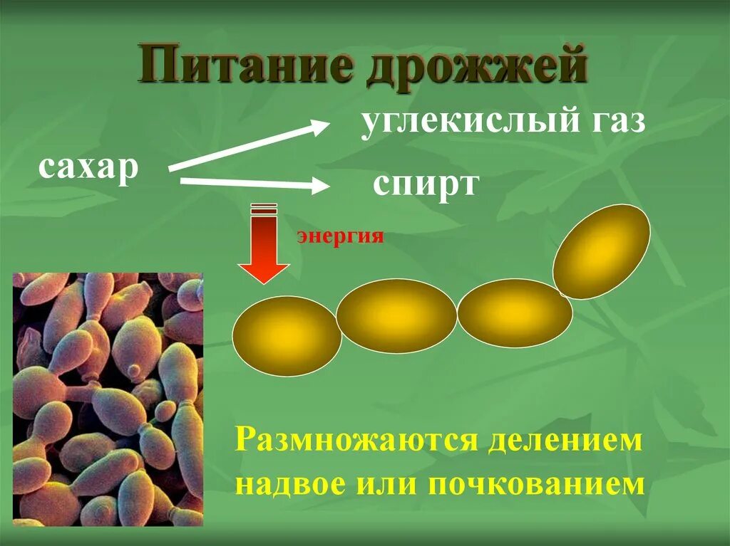 Питательные дрожжи. Какое вещество дрожжи используют для питания. Какое вещество дрожжи используют для питания. Какое вещество дрожжи используют для питания. Какое вещество дрожжи используют для питания.