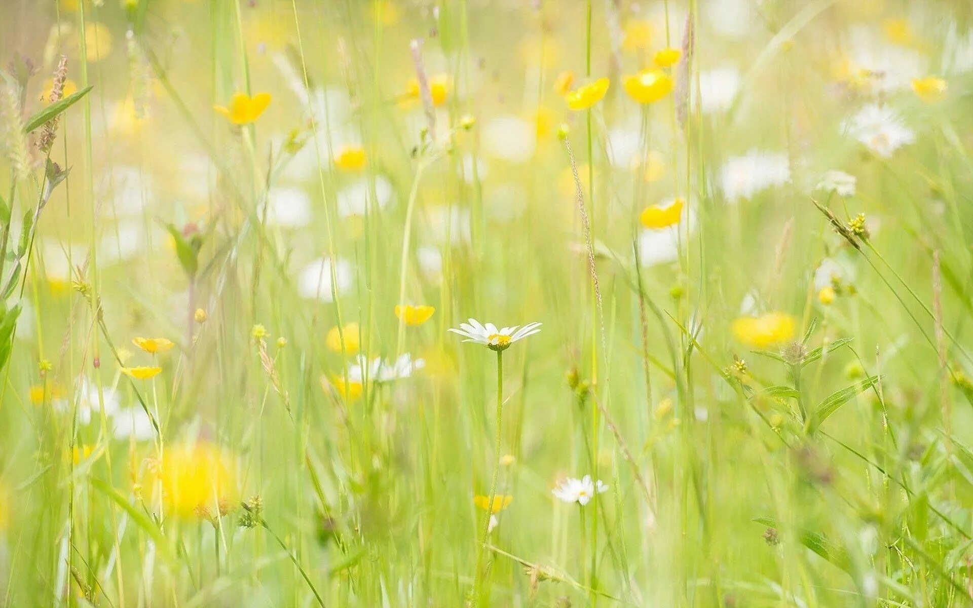 Wallpaper : sunlight, flowers, nature, plants, field, green, yellow, blossom, Co