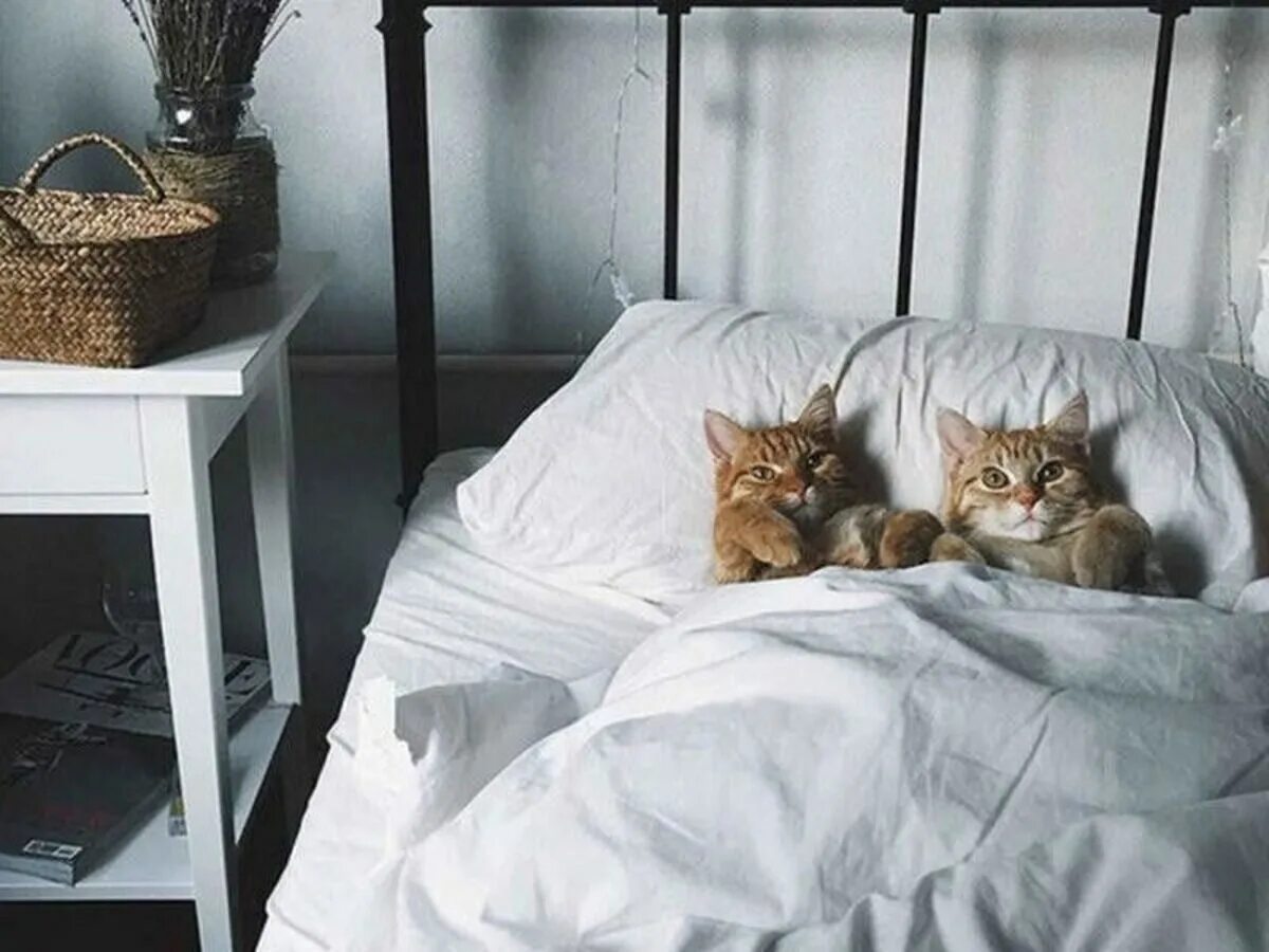 Кот смотрит на спящего. Кровать для кошки. коты в кровати. кошка в постели. котик в кроватке.