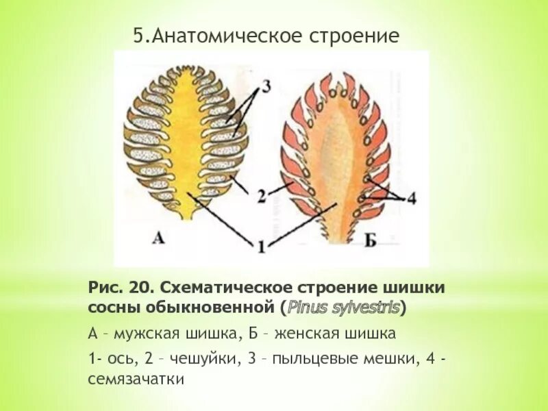 Какую форму имеет строение шишки сосны. Строение женской шишки сосны обыкновенной. строение мужской и женской шишки сосны. строение мужской шишки сосны обыкновенной. продольный срез женской шишки сосны.