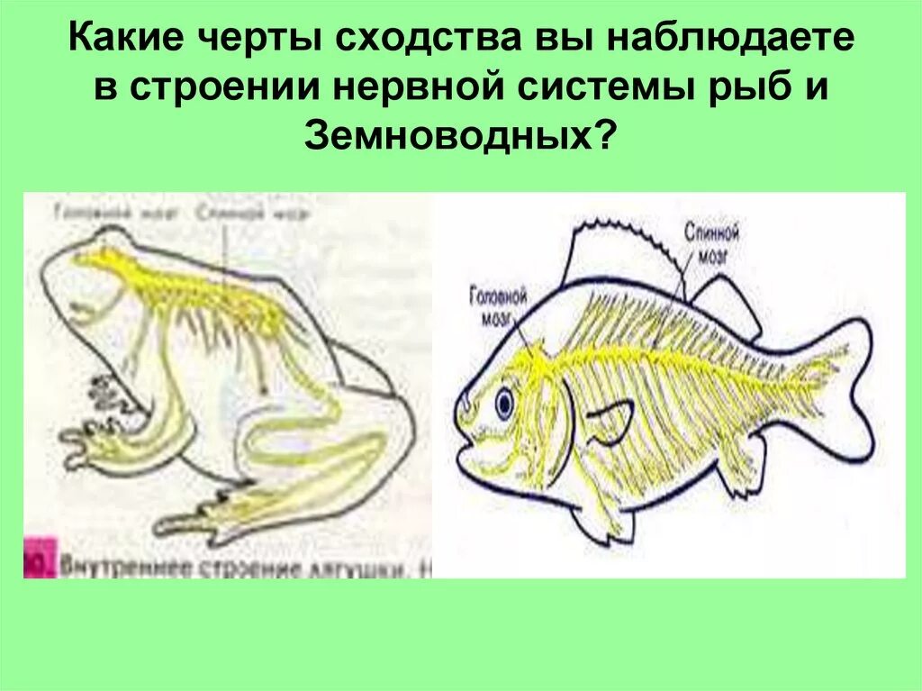 Черты сходства строения земноводных и рыб. Сходства рыб и земноводных. Нервная система рыб и амфибий. Сходства и различия нервной системы у амфибий и рыб. Сходства рыб и амфибий.