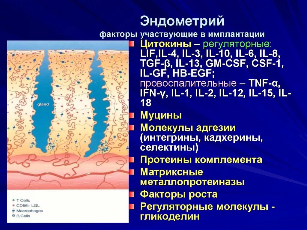 Подготовка эндометрия