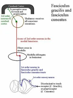 Fasciculus gracilis