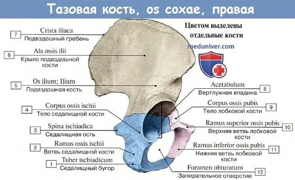 Гребень латынь. Кости таза анатомия медунивер. Подвздошный гребень анатомия. Таз строение лобковая кость. Тазовая кость анатомия meduniver.