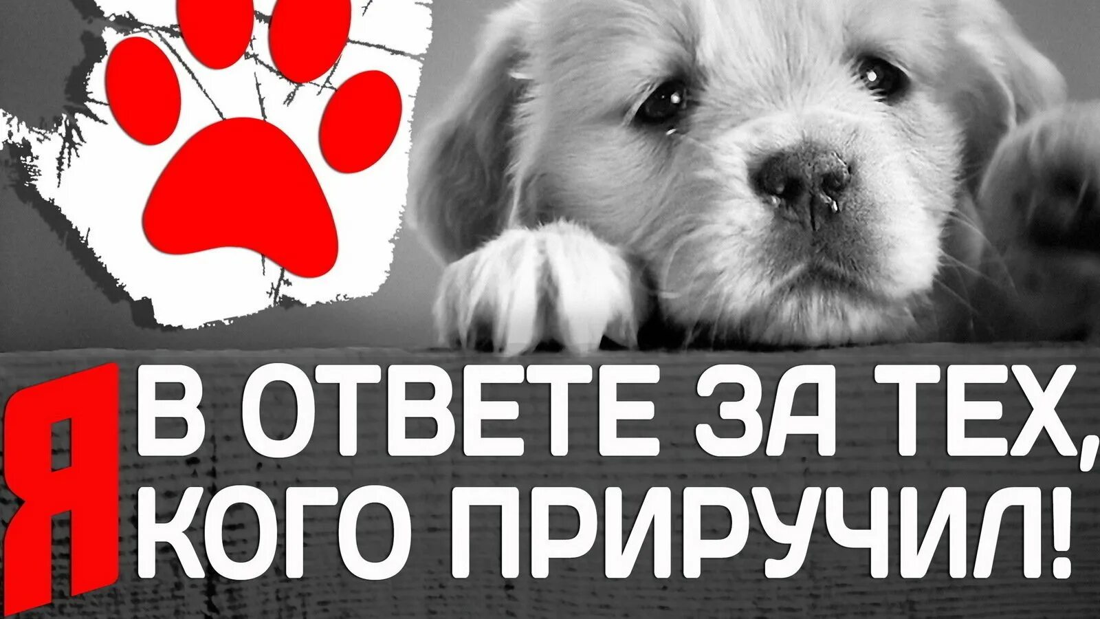 Чит помощь животным. Помоги животным. поможем бездомным животным. призыв о помощи бездомным животным. помогите приюту для собак.