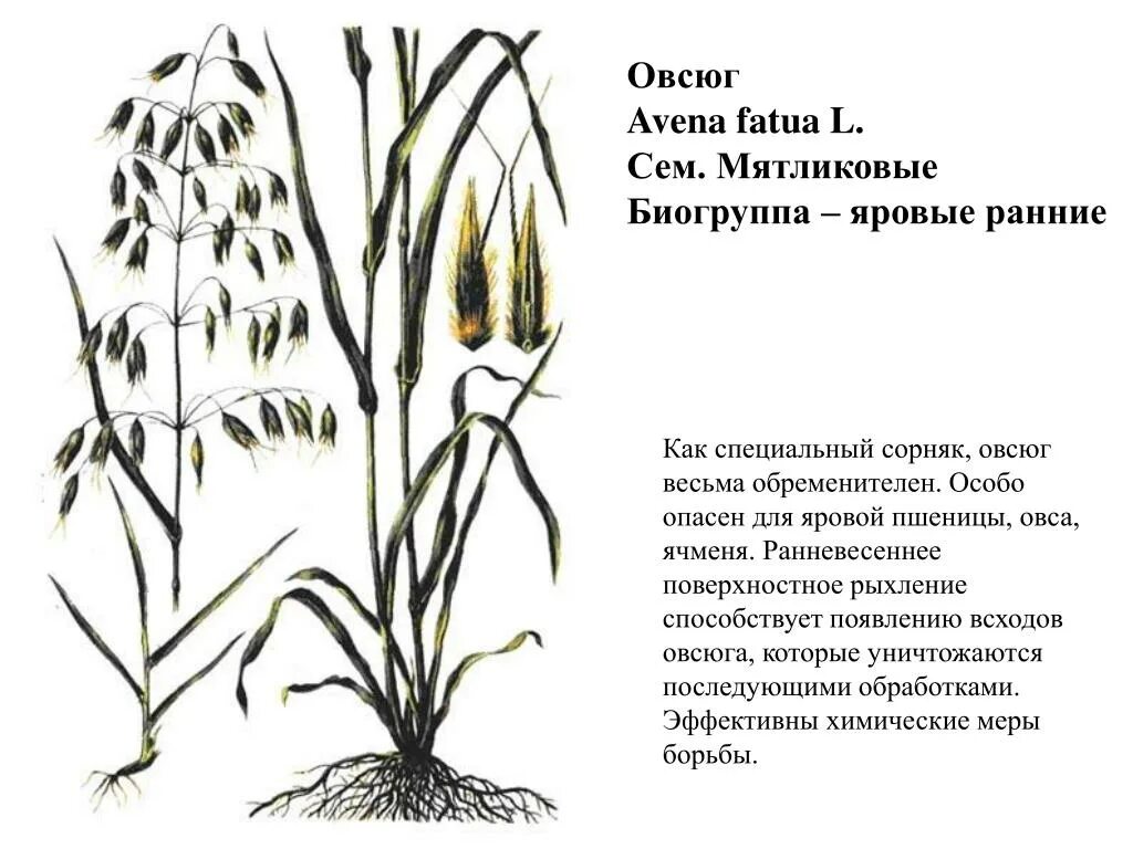 Сорняк овсюг биологическая группа. Сорный злак овсюг. Овсюг обыкновенный. Овсюг пустой сорняк. Строение цветка овес