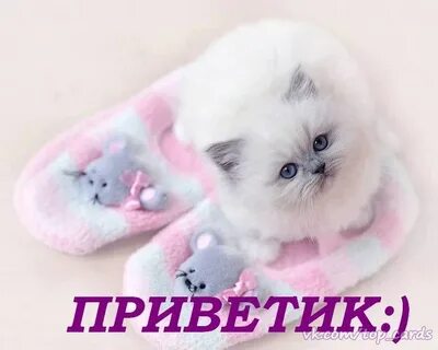 Прив 5 т