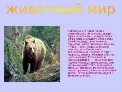 Интересные факты о животных тайги