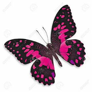 Papillon rose