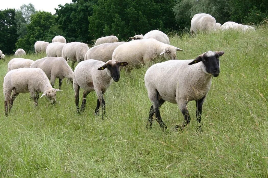 The sheep in the field