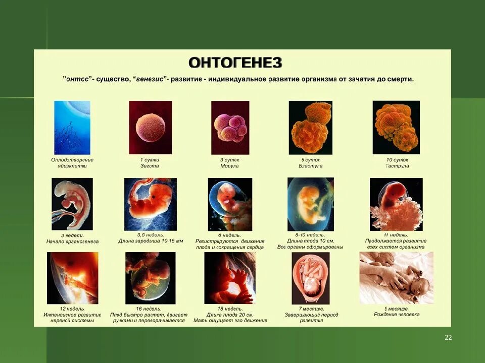 Онтогенез автор. Онтогенез. Индивидуальное развитие. Понятие онтогенеза. Индивидуальное развитие организма онтогенез.