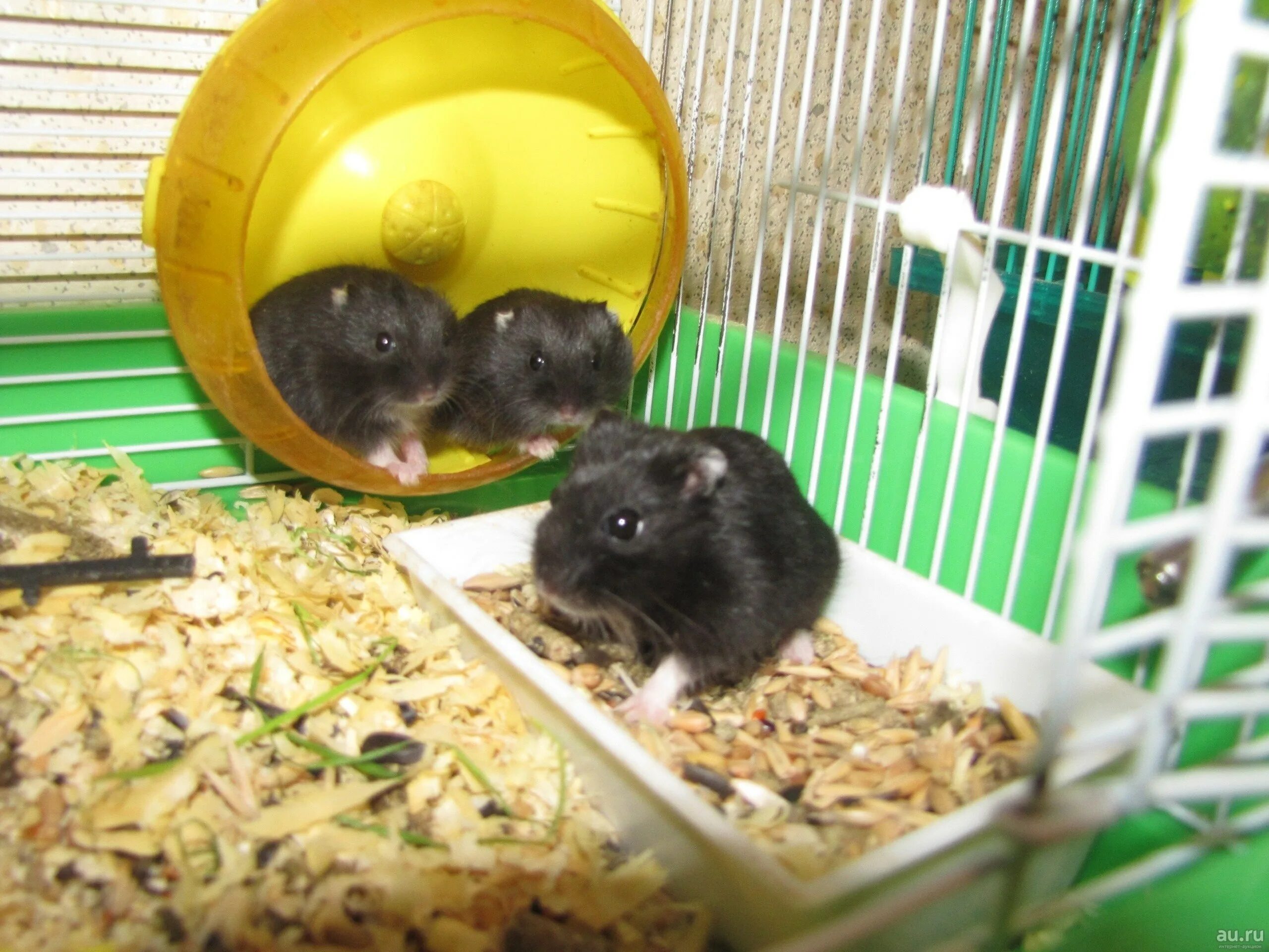 28 июня hamster. Сирийский хомячок. Как развеселить хомяка. Домик для хомяка. 28 июня hamster.