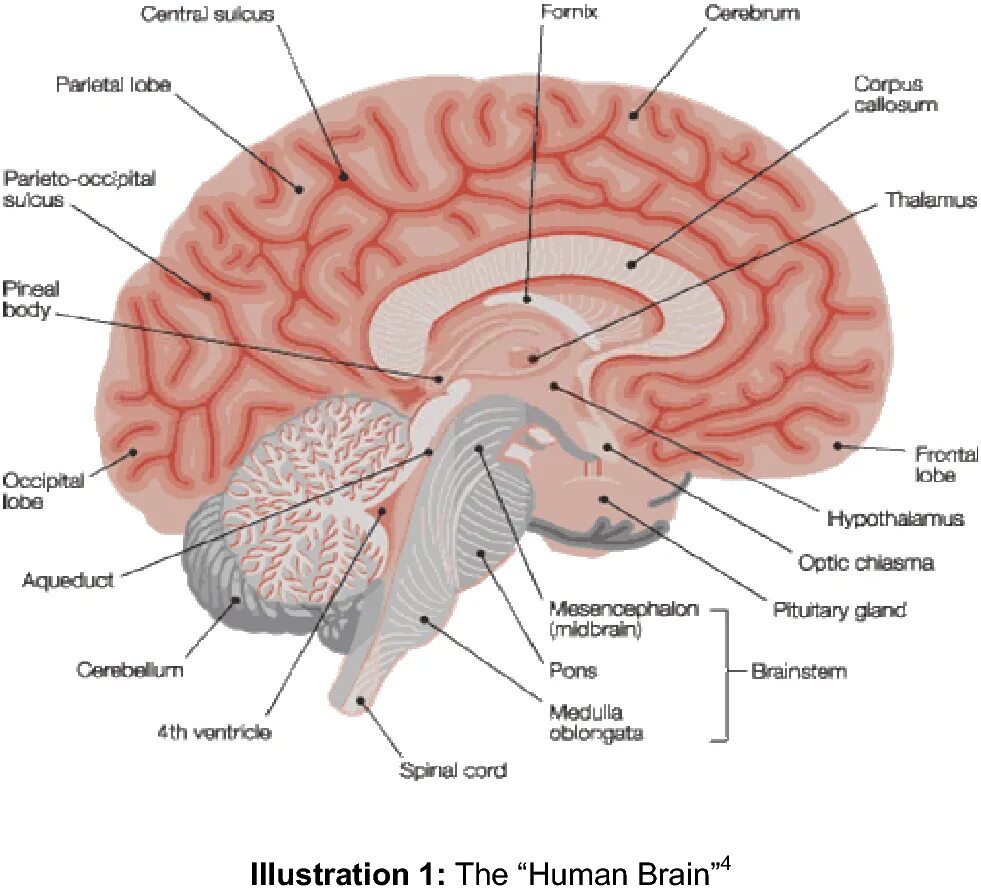 Brain capabilities. Brain Weight. Humen Brain Возраст.