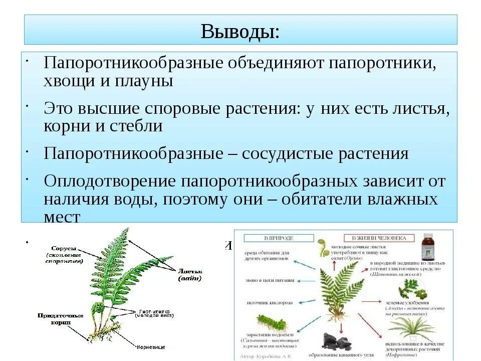 Каково значение плаунов и хвощей. Размножение папоротников хвощей и плаунов. Папоротники хвощи и плауны высшие споровые. Отдел Папоротникообразные хвощи. Строение плаунов хвощей и папоротников.