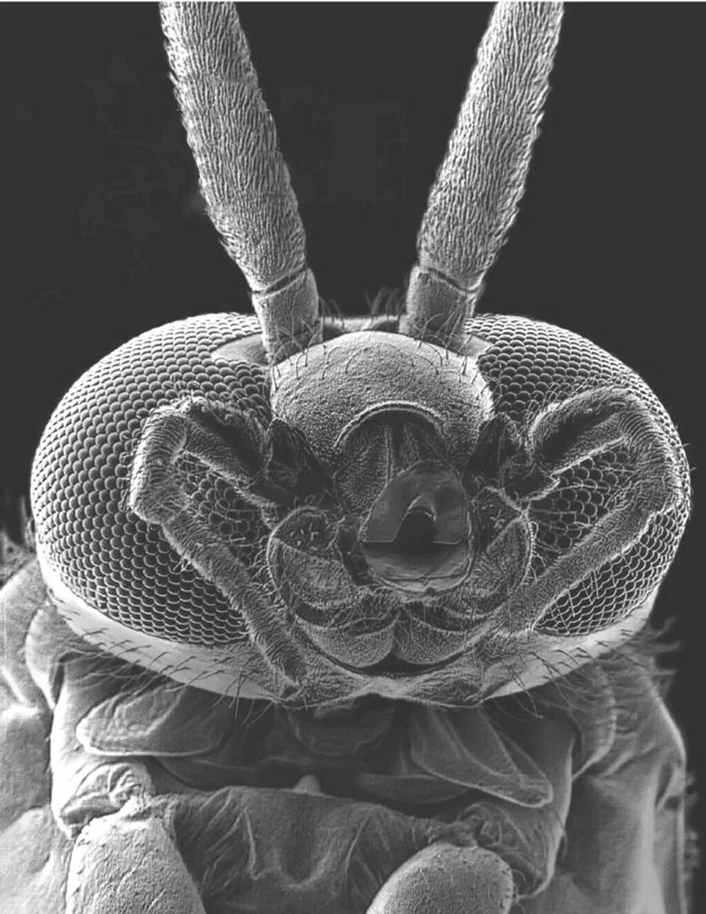 Мошка под микроскопом фото. Мошка гнус под микроскопом. Мокрец мошка под микроскопом. Зубы мошки под микроскопом. Астраханская мошка под микроскопом.
