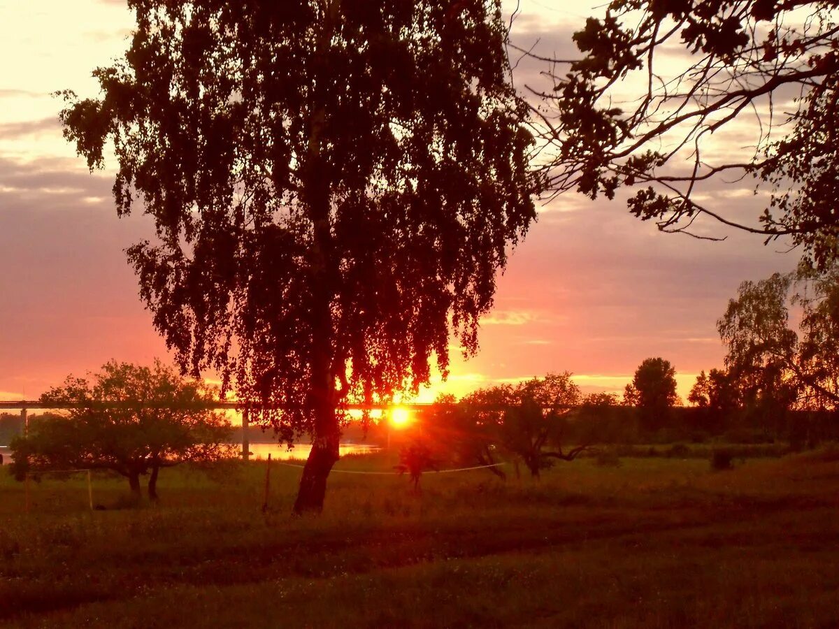 дёрен белый сибирика березы. береза с розовыми листьями. васнецов березовая роща. берёза с розовой листвой. упавшая береза.